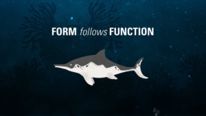 Fischsaurier im Meer. Darüber die Überschrift Form follows function. Thumbnail für die Animation über Konvergenz für das Naturkundemuseum Stuttgart.